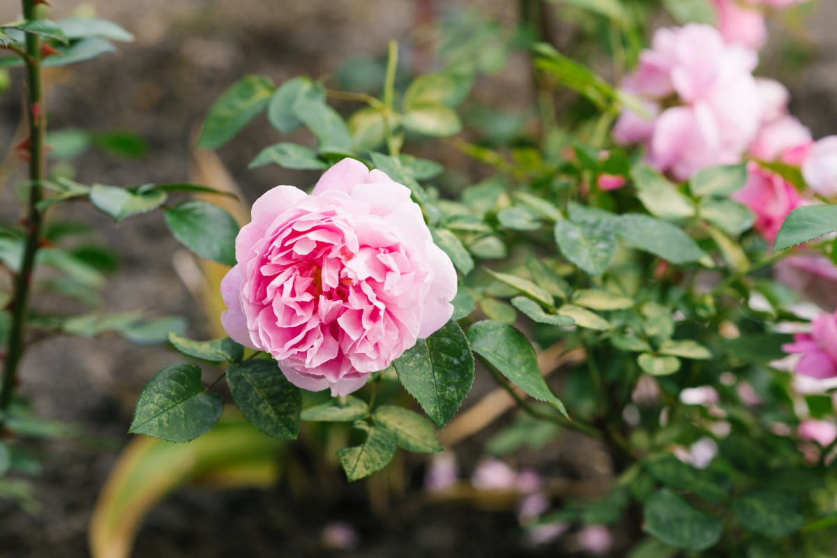 A Symphony of Scents: The Queen’s Rose Garden Guide